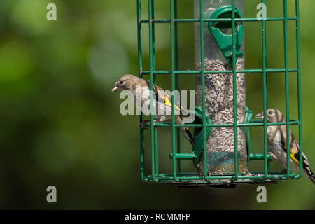 Godfinch. Carduelis carduelis. Zwei Jugendliche Vögel auf Eichhörnchen Nachweis sonnenblume Einzug. Stockfoto