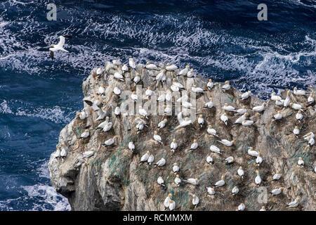 Basstölpel (Morus bassanus) Zucht auf Nester mit Teilen aus Nylon Fischernetze und Seile in Sea Cliff bei seabird Kolonie gemacht im Frühjahr Stockfoto