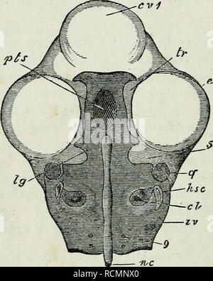 . Die Elemente der Embryologie,. 226 DIE ENTWICKLUNG DER Schädel. [CHAP. aus ihren Beziehungen zu der Chorda dorsalis, und als solche auch zu sprechen. Die zweite der beiden Geschäftsbereiche, in denen die Teile des Schädels fallen, besteht aus einer Reihe von gekoppelten Kolbenstangen, deren proximalen Extremitäten mehr oder weniger eng mit der Investition Masse angeschlossen sind. Alle diese (mit Ausnahme der trabeculse) sind entlang der Achsen der viszeralen Bögen entwickelt. EiG. 68. Cvl. Anzeigen feom oben oe die investierende Masse und op die Teabecul^ am vierten Tag op Inkubation. {Von Parker.) Um zu zeigen das der Stockfoto