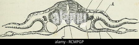 . Die Elemente der Embryologie,. Iii.] Die PKOTOVERTEBR^. 55 Aber klare Flüssigkeit; und Querschnitte zeigen, dass sie bei Verstößen gegen die Kontinuität in der mesoblast nur, der epiblast* und hypoblast haben keinen Anteil an der Sache. Die erste transversale Linien, die angezeigt werden, sind zwei an der Zahl, eine hinter der anderen wenig, gegenüber der Stelle, wo der Medulläre falten Erste verschmolz das Neuralrohr zu bilden. Die Längs- Linien beginnen bei etwa der gleichen Stelle und ging rückwärts laufen, parallel zu der Chorda dorsalis, soweit die Schließung der Medulläre canal erstreckt. Hinter der ersten beiden TRANSVER Stockfoto