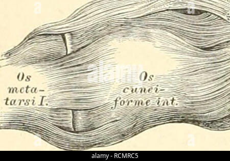 . Die beschreibenden und topographische Anatomie des Menschen. Anatomie. . Bitte beachten Sie, dass diese Bilder sind von der gescannten Seite Bilder, die digital für die Lesbarkeit verbessert haben mögen - Färbung und Aussehen dieser Abbildungen können nicht perfekt dem Original ähneln. extrahiert. Heitzmann, Carl, 1836-1896. Wien, Braümüller Stockfoto