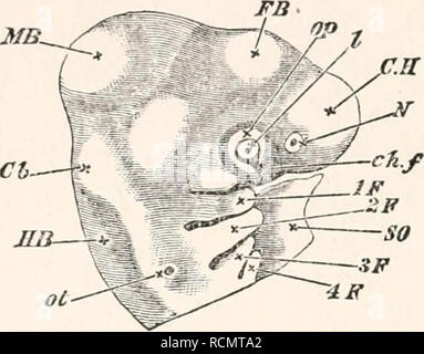 . Die Elemente der Embryologie. Hühner-- Embryonen. 118 Der dritte Tag. [CHAP. 37, JSf). Wie das Objektiv und das Labyrinth des Ohr, sie sind Abb. 37. Kopf eines Embryos Küken des dritten Tages seitwärts als undurchsichtiges Objekt anzeigt. (Chromiumsäure Vorbereitung.) C.H. Zerebrale Hemisphären. F.B. Blasen von Dritten Ventrikel. M.B. Mitte - Gehirn. Gb. Kleinhirn. H.B. Medulla oblongata. N. Nasal pit. ot. otic Vesikel in der Phase der eine Grube mit der Eröffnung noch nicht geschlossen. op.Optic Vesikel, mit I. objektiv und Ch.w. Choroidalen riss. Der kleine Punkt in der Mitte der Linse zeigt den Rest seiner externen Stockfoto