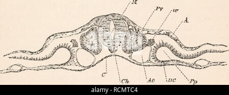 . Die Elemente der Embryologie. Hühner-- Embryonen. Iii.] Die PROTOVERTEBRiE. 55 Aber klare Flüssigkeit; und Querschnitte zeigen, dass sie bei Verstößen gegen die Kontinuität in der mesoblast nur, der Epiblast und Hypoblast haben keinen Anteil an der Sache. Die erste transversale Linien, die angezeigt werden, sind zwei an der Zahl, eine hinter der anderen wenig, gegenüber der Stelle, wo der Medulläre falten Erste verschmolz das Neuralrohr zu bilden. Die Längs- Linien beginnen bei etwa der gleichen Stelle und ging rückwärts laufen, parallel zu der Chorda dorsalis, soweit die Schließung der Medulläre canal erstreckt. Hinter t Stockfoto