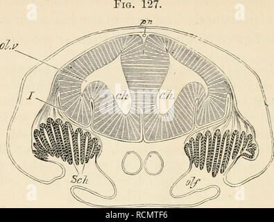 . Die Elemente der Embryologie. Embryologie. 386 ENTWICKLUNG VON ORGANEN IN MAMMALIA. [CHAP.. Schnitt durch das Gehirn und das Riechorgan des Embryo von Scyllium. Ein Ch. zerebrale Hemisphären; ol. v. olfaktorischen Vesikel; oJf. olfaktorische Grube; Sch. Schneiderian falten; 1. die Riechnerven (die Referenz linie wurde versehentlich durch den Nerv durchgeführt, um zu erscheinen, um das Gehirn zu geben); pn. vordere Verlängerung der Zirbeldrüse. histologische Zeichen der Teile des Gehirn hinter der zerebralen Hemisphären, die denen des Rückenmarks ist sehr schlüssig gezeigt durch die Prüfung eines jeden guten seri Stockfoto