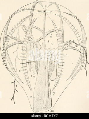 . Elemente für Vergleichende Zoologie. Zoologie. CCELENTERATA. 175 (CRUSTACEA = Kamm-Träger). Es gibt keine Rüssel, den breiten Mund, Ektodermalen Speiseröhre, wird an einem Pol des Körpers und zu einem verdauungstrakt Die. m Bild führt. 22.- Diagramm der Rippenqualle. c, Zeilen von Kämmen; g, Niederlassungen der Digest-ive Trakt; ich, "Darm"; m, Mund, Speiseröhre; o; s, sensorische Platte; t, TEN-Ts, tc, tentakel Mantel; y, cesophageal Schiff. Zweige wieder und wieder (g), so dass ein Teil zugrunde liegt, jede Zeile von Kämmen. Es gibt keine brennnessel - Zellen in diesen Formen und es geschieht niemals irgendwelche Stockfoto