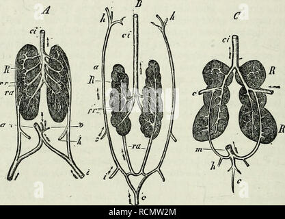 . Elemente der vergleichenden Anatomie. 594 COMPAEATIVE ANATOMIE. Linie der Bauch, und erhält die Venen aus tlie so Harn genannt - Blase {A, o), nach dem, es mit seinen Kollegen der gegenüberliegenden Seite united ist ein einzelner Stamm, der in der Leber führt zu bilden, und die daher mit dem Portal System (a); dies ist die Epigastrischen (Abdominal-) Vene verbunden. Die Venen des Magen-Darm-Kanals und der Milz sind in einem Portal Trunk, der in der Leber breaks United. In der Reptilia auch die Leber und die EFFERENTE renale Venen bilden eine Vena cava inferior {B, ci), das sich öffnet, in die gemeinsame v Stockfoto