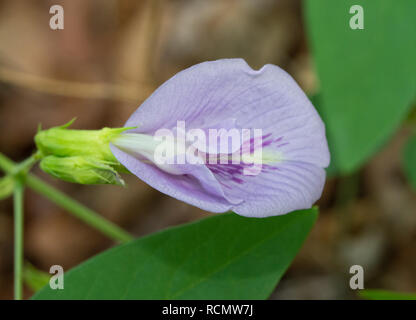 Schönes Licht violett Butterfly Pea Blume im Wald Lebensraum Stockfoto