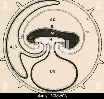 . Die Elemente der Embryologie. Embryologie. Xi.] Das CHORION. Abb. 115. 1-------.-- ^ u pc 349. Diagramm op die F (Metal Membranen op ein Säugetier. (Von Turner.) Strukturen whicti sind entweder oder in einem früheren Zeitraum der Entwicklung kontinuierlich mit jedem anderen wurden, sind durch den gleichen Charakter der Schattierung dargestellt. pc. Zona - mit zotten; Sz. subzonal Membran; B. epiblast der Embryo; bin. Amnion; AC. amnionhöhle; Wenn. niesoblast der Embryo; H. hypoblast der Embryo; UV-. nabelbläschen; u.a. allautois; Alk. allantoishöhlen. kation der dorsalen Aorta, und an den Körper zurück - durch einen, oder zwei, selten alla Stockfoto