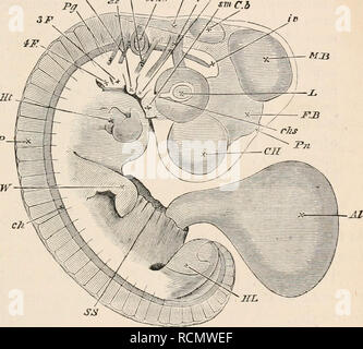 . Die Elemente der Embryologie. Embryologie. Vii.] Der Schwanz Falten, Abb. 67. Vrr ^-^ 197. Embryo am Ende op den vierten Tag als transparentes Objekt gesehen. Das Amnion wurde komplett demontiert, das abgeschnittene Ende des somatischen Stiel gezeigt wird bei S.s. mit der allantois{Al.) aus. C.H. Gehirnhälfte. F.B. fore-Gehirn oder Blasen des dritten Ventrikels (thalamencephalon) mit der Zirbeldrüse {Pn.) Projektion von seinem Gipfel aus. M.B. Mitte - Gehirn. Ch. kleinhirn. Iv. Y. in der vierten Ventrikel. L. in der Linse.ch. s. aderhaut Schlitz. Aufgrund der Zunahme der Exkavation der zwei Schichten, von denen es ist com-jDos- Stockfoto