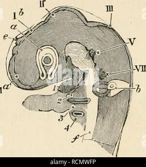 . Die Elemente der Embryologie. Embryologie. 118 Der dritte Tag. Ftg. 38. [Kap.. Leiter ein Küken der dritte Tag gesehen seitwärts als transparentes Objekt. (Von Huxloy.) T a. die Blasen der zerebralen Hemisphäre. Ich b. Die Blasen des dritten Ventrikels (die ursprüngliche fore-Gehirn); An seinem Gipfel ist die Projektion der Zirbeldrüse e gesehen. Unterhalb dieser Teil des Gehirns ist zu sehen, in der optische Teil, der optischen Vesikel ein bereits involuted mit dicker und dünner Außenwand (den Buchstaben "a" auf der Kreuzung der beiden platziert wird, wird die primäre Hohlraum fast unkenntlich gemacht werden). In der Mitte des Stockfoto