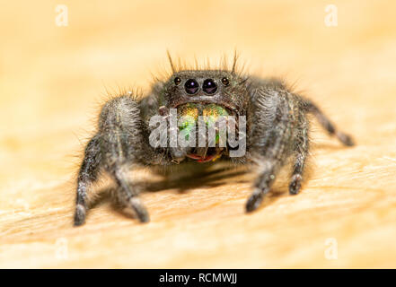 Bold Jumping Spider Pflege seine Chelizeren und Reißzähne mit seinem PÉDIPALPES Stockfoto