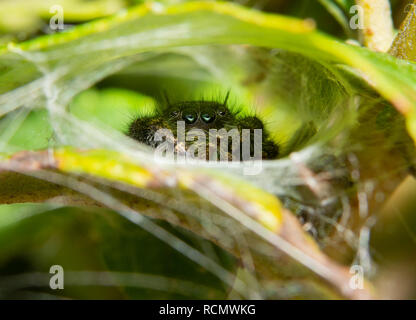 Juvenile Bold Jumping Spider peeking aus dem Nest in Blätter gewebt Stockfoto