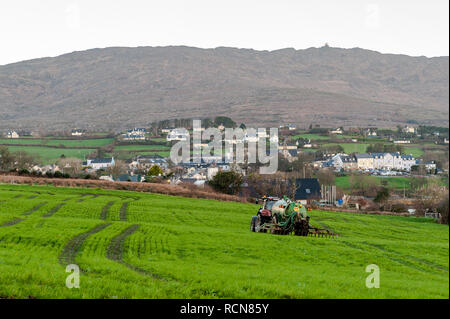 Schull, West Cork, Irland. Januar 2019. Ein einheimischer Bauer breitet unter dem Blick von Schull und dem Berg Gabriel Schlamm auf seinem Feld aus. Met Eireann hat heute von 12.00 bis 17.00 eine gelbe Windwarnung für die Grafschaften Cork und Kerry in Kraft gesetzt. Der Wind erreicht eine Durchschnittsgeschwindigkeit zwischen 50 und 65 km/h mit Böen von bis zu 90 km/h. Credit: AG News/Alamy Live News Stockfoto