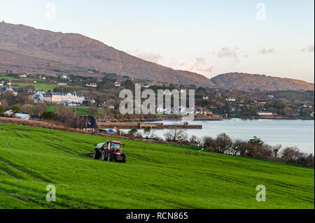 Schull, West Cork, Irland. Januar 2019. Ein einheimischer Bauer breitet unter dem Blick von Schull und dem Berg Gabriel Schlamm auf seinem Feld aus. Met Eireann hat heute von 12.00 bis 17.00 eine gelbe Windwarnung für die Grafschaften Cork und Kerry in Kraft gesetzt. Der Wind erreicht eine Durchschnittsgeschwindigkeit zwischen 50 und 65 km/h mit Böen von bis zu 90 km/h. Credit: AG News/Alamy Live News Stockfoto