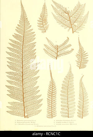 . Sterben der jetztwelt Farnkräuter, zur henkes lolland und Bestimmung, der in der Höhle Formationen der Erdrinde eingeschlossenen Überreste von vorweltlichen Arten of this Ordnung / Dm Flächen - skelet. Farne. . Bitte beachten Sie, dass diese Bilder sind von der gescannten Seite Bilder, die digital für die Lesbarkeit verbessert haben mögen - Färbung und Aussehen dieser Abbildungen können nicht perfekt dem Original ähneln. extrahiert. Ettingshausen, Constantin, freiherr von, 1826-1897. Wien, Sohn Verlag von Carl Gerold's Stockfoto
