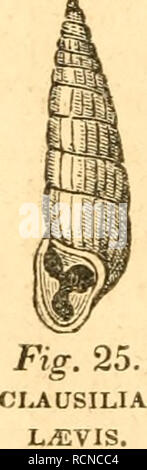 . Elemente der conchology/Vorbereitet für die Nutzung der Schulen und der Hochschulen. Muscheln. Abb. 23. BULIMUS.. Bitte beachten Sie, dass diese Bilder sind von der gescannten Seite Bilder, die digital für die Lesbarkeit verbessert haben mögen - Färbung und Aussehen dieser Abbildungen können nicht perfekt dem Original ähneln. extrahiert. Ruschenberger, W. S. W. (William Samuel Waithman), 1807-1895; Comté, Achille, 1802-1866; Milne-Edwards, H. (Henri), 1800-1885. Philadelphia: Grigg &Amp; Elliot Stockfoto