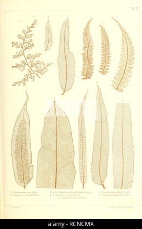 . Sterben der jetztwelt Farnkräuter, zur henkes lolland und Bestimmung, der in der Höhle Formationen der Erdrinde eingeschlossenen Überreste von vorweltlichen Arten of this Ordnung / Dm Flächen - skelet. Farne. . Bitte beachten Sie, dass diese Bilder sind von der gescannten Seite Bilder, die digital für die Lesbarkeit verbessert haben mögen - Färbung und Aussehen dieser Abbildungen können nicht perfekt dem Original ähneln. extrahiert. Ettingshausen, Constantin, freiherr von, 1826-1897. Wien, Sohn Verlag von Carl Gerold's Stockfoto