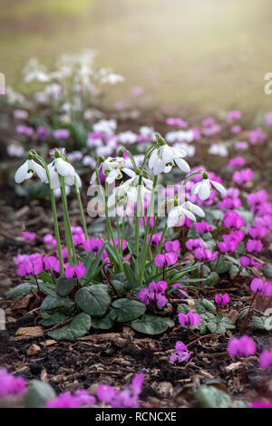 Nahaufnahme der Frühling blühende Schneeglöckchen wissen auch als Galanthus nivalis bepflanzt mit Cyclamen Coum Stockfoto