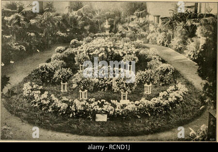 . Gartenwelt sterben. Im Garten arbeiten. 26. Sterben Gartenwelt. XV, Einspritzdruck von 80 bis 90 cm, und zeigten sich ohne jede Stütze- fest und gedrungen. Die äußeren Dissertationskonzept Rabatten aus Primula obconica, deren Einzelblumen durchweg die Größe eines Fünfmarkstückes hatten, ferner aus Begonia Gloire de Lorraine und Primula Kewensis. Dazwischen standen sehr gute Chrysantheme Ada Owen, deren Ou gerne schwarz werdende Belaubung sich hier üppig grün zeigte. Blattbegonien in der Umrahmung befanden sich Sterben, im Ver-hältnis zur vorgeschrittenen Jahreszeit, noch-- Verfassung; sie hatten bis zu 1 m Stockfoto