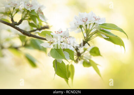 Nahaufnahme der schönen weißen, Feder Pear Blossom gegen ein weiches Hintergrund Stockfoto