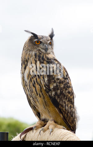 Eurasischen Bubo bubo - europäische Uhu auf Barsch Stockfoto