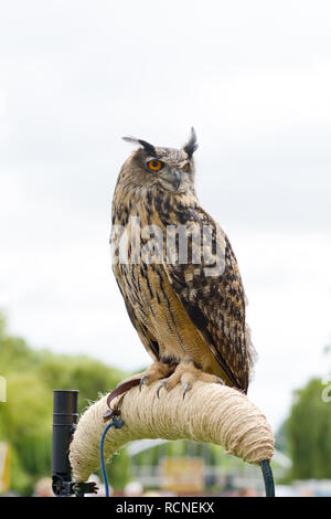 Eurasischen Bubo bubo - europäische Uhu auf Barsch Stockfoto