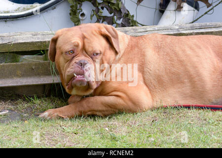 De Bordeaux Dogge Stockfoto