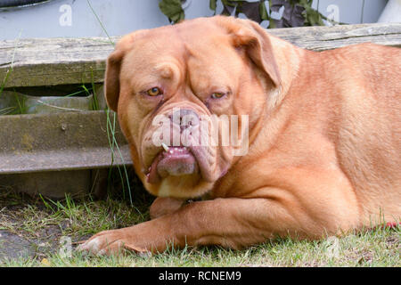 De Bordeaux Dogge Stockfoto