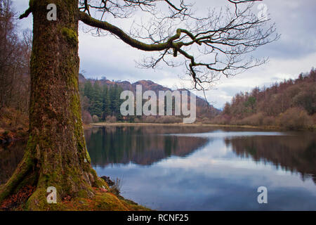 Ein kahler Baum frames Yew Tree Tarn im Herbst Stockfoto