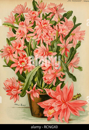 . Gartenwelt sterben. Im Garten arbeiten. "Die Gartenwelt", Jahrgang v.. Phyllocactus phyllanthoides "Deutsche Kaiserin".. Bitte beachten Sie, dass diese Bilder sind von der gescannten Seite Bilder, die digital für die Lesbarkeit verbessert haben mögen - Färbung und Aussehen dieser Abbildungen können nicht perfekt dem Original ähneln. extrahiert. Berlin: G. Schmidt Stockfoto