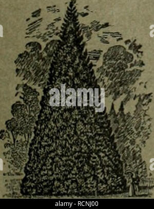 . Gartenkunst sterben. Landschaftsbau; Gärten - Europa. ]. H.F. Lüders, Lübeck 4, iTm Spezialfabrik von pflanzenkübeln. Einfache Gartenkübel in allen Grössen aus Kiefern- und Eichen-Holz, Top gediegenes Fabrikat. Bessere Kübel für Innenräume. Balkon- und Efenkasten billig. ^ =^= Lieferant zahlreicher Hofgärtnereien, Botanischer Gärten, Stadtgarten - verwallungen, Handelsgärtnereien und grösserer Privatgärtnereien. Stets, unaufgeforderte lobende Anerkennungen. = Mann verlange Preisliste. -. Extra starke Park-u. Alleebänme auf weite Entfernung verpflanzt. -= Grosse Coniferen== Starke Zierge Stockfoto