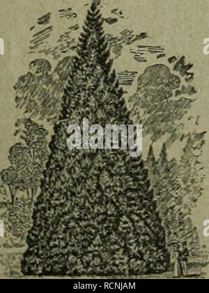 . Gartenkunst sterben. Landschaftsbau; Gärten - Europa. Extra starke Park-n. AlleeMume auf weite Entfernung verpflanzt. Grosse Conifcrcn - Starke Ziergehölze und Sträucher. - Hochstämmige u. niedrige Rosen. - Pflanzen für moderne Hecken und Gärten. === lAan verlange illustrierten Katalog. Bei grösserem Bedarf und Wagonladung Vorzugspreise. G, Fr "a.li. m., Baumschulen, Elmshorn in Schleswig-holstein.. Bitte beachten Sie, dass diese Bilder aus gescannten Seite Bilder, die digital für die Lesbarkeit verbessert haben mögen - Färbung und Aussehen dieser Abbildungen können nicht perfekt t ähneln extrahiert werden Stockfoto