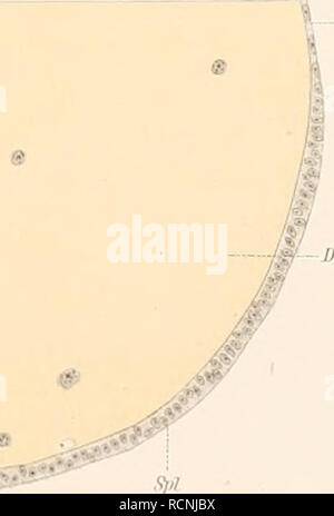. Sterben von Embryonalentwickelung Dermapteren und Orthopteren unter besonderer Berücksichtigung der Keimblätterbildung;. Embryologie; Orthoptera. Mpl. Gustav Fischer. Bitte beachten Sie, dass diese Bilder sind von der gescannten Seite Bilder, die digital für die Lesbarkeit verbessert haben mögen - Färbung und Aussehen dieser Abbildungen können nicht perfekt dem Original ähneln. extrahiert. Heymons, Richard, 1867 -. Jena, Fischer G. Stockfoto