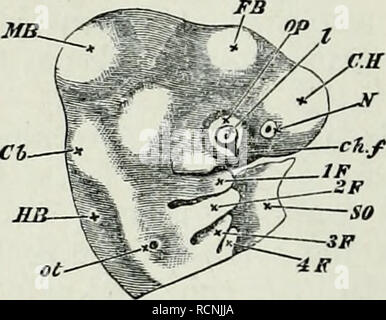 . Die Elemente der Embryologie,. 118 Der dritte Tag. [CHAP. 37, N). Wie das Objektiv und das Labyrinth des Ohr, sie sind Abb. 37. Kopf op eine Embeto Küken op den dritten Tag seitwärts als undurchsichtiges Objekt anzeigt. (Chromiumsäure preparatiou.) C. ff. Zerebrale Hemisphären. F.B. Vesikel von Dritten Ventrikel. 3 Ich. B. Mitte - Gehirn. Cb. Kleinhirn. Wenn.B. Medulla oblongata. Ein ^. Nasale Grube. ot. otic Vesikel in der Phase der eine Grube mit der Eröffnung noch nicht geschlossen. op.Optic Vesikel, mit/. Objektiv und Ch.w. Choroidalen riss. Der kleine Punkt in der Mitte der Linse zeigt den Rest seiner externen öffnen. Die sup Stockfoto