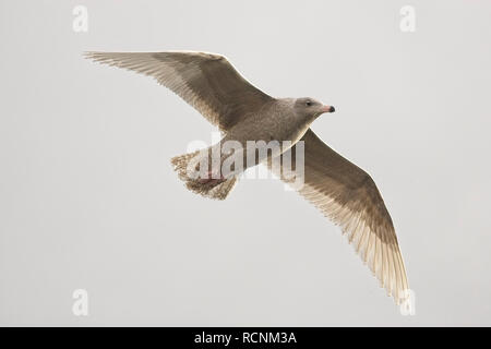 Ein jugendlicher Glaucous Möwe (Larus hyperboreus) im Flug, Killibegs, Irland (Eire). Stockfoto