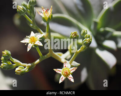 Winter blühende saftige mit niedlichen sternförmigen weißen Blüten mit roten Flecken Stockfoto