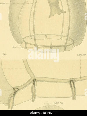 . Sterben der Siboga-Expedition craspedoten Medusen. Quallen; Zoologie. ^.-. Bitte beachten Sie, dass diese Bilder sind von der gescannten Seite Bilder, die digital für die Lesbarkeit verbessert haben mögen - Färbung und Aussehen dieser Abbildungen können nicht perfekt dem Original ähneln. extrahiert. Maas, Otto, 1867-1916. Leiden, Buchhandlung und Druckerei vormals E. J. Brill Stockfoto