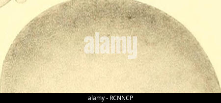 . Die Cephalopoden, I. Teil. Cephalopoda; Weichtiere; Genealogie. . Bitte beachten Sie, dass diese Bilder sind von der gescannten Seite Bilder, die digital für die Lesbarkeit verbessert haben mögen - Färbung und Aussehen dieser Abbildungen können nicht perfekt dem Original ähneln. extrahiert. Naef, Adolf. Berlin: R. Friedländer &Amp; Sohn Stockfoto