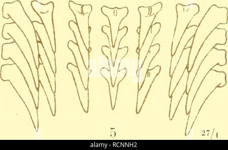 . Die Cephalopoden, I. Teil. Cephalopoda; Weichtiere; Genealogie. . Bitte beachten Sie, dass diese Bilder sind von der gescannten Seite Bilder, die digital für die Lesbarkeit verbessert haben mögen - Färbung und Aussehen dieser Abbildungen können nicht perfekt dem Original ähneln. extrahiert. Naef, Adolf. Berlin: R. Friedländer &Amp; Sohn Stockfoto