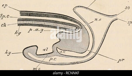 . Die Elemente der Embryologie. Embryologie. Iii.] Der CANALIS PASSAGE. "3 iuto die Chorda dorsalis, wobei der letztgenannte joius der Primitivstreifen (B). Eine schmale Divertikel aus dieser Passage ist für das weitere - Stationen für eine kurze Strecke entlang der Achse der Chorda dorsalis (A, CH). Nach dem Verfahren der Chorda dorsalis, ist die Passage in eine hypoblastic Divertikel, das sich öffnet, ventral in die Zukunft lumen der Verdauungstrakt (C) fort. Kurz hinter der Stelle, wo der Canalis Passage kommuniziert mit dem Neuralrohr letztere Struktur öffnet sich dorsal, und eine Nut auf der Oberfläche der Stockfoto