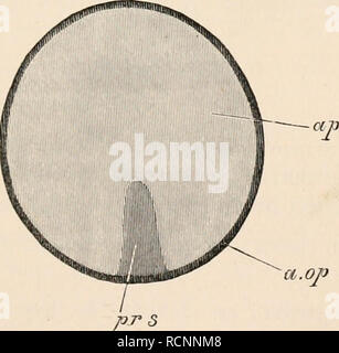 . Die Elemente der Embryologie. Embryologie. Iii.] Der PRIMITIVSTREIFEN. 53 Diese Struktur, und seine Beziehung zu den Embryo, können immer nur von comjDarison mit der Entwicklung der niedrigeren Formen von wirbeltieren Lebens verstanden werden. Es werde ich sein - emembered, die in der Aussicht auf die uniucubated blastoderm ein kleiner Bogen, in dem, was wir an der posterioren zu Ende, in der Nähe der Kreuzung zwischen der Region und der Bereich opaca pellucida durch seine Mehr undurchsichtiges Erscheinungsbild auszeichnet. In der Oberfläche der Primitivstreifen erscheint als eine lineare Opazität, die allmählich nach vorne wächst aus der Mitte Stockfoto