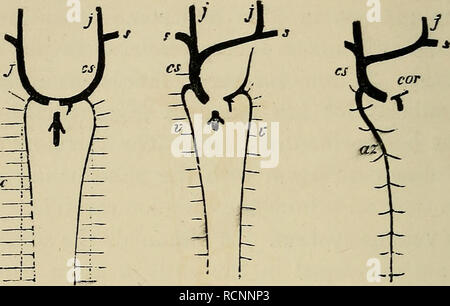 . Die Elemente der Embryologie. Embryologie; Embryologie. 410 ENTWICKLUNG VON ORGANEN IN MAMMALIA. [CHAl *Abb. 138. 1/. Diagramm op die Entwicklung der gekoppelten venösen System von Säugetieren (Mann). (Von Gegenbaur.) j. jugularader; cs. Vena cava superior; s. subclavia Venen; c. posterior Kardinal Vene; v. vertebralen Vene; Az. azygos Vene; Adr, koronare Vene. A. in der Phase, in der der Kardinal Venen schon enttäuschend - Peared. Ihre Position ist durch gestrichelte Linien gekennzeichnet. B. in der späteren Phase, wenn das Blut aus der linken Vena jugularis in die richtige, die einzige Vena cava superior zu bilden; ein Rest von Stockfoto