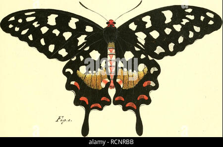 . Die ausländischen Schmetterlinge in Abbildungen nach der Natur. Schmetterlinge, Lepidoptera. Registerkarte "xxm. Bitte beachten Sie, dass diese Bilder sind von der gescannten Seite Bilder, die digital für die Lesbarkeit verbessert haben mögen - Färbung und Aussehen dieser Abbildungen können nicht perfekt dem Original ähneln. extrahiert. Esper, Eugen Johann Christoph, 1742-1810; Charpentier, Toussaint von, 1779-1847; Bock, Johann Carl, b. 1757, Stecher; Leitner, Johann, Stecher; Volkart, J.F., Stecher, Schaus, William, 1859 -, der ehemalige Eigentümer. DSI. Erlangen: im Verlage der Expedition des Esper'schen Schmette Stockfoto