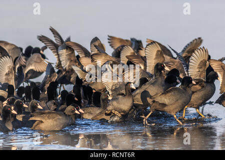 Eurasischen Blässhuhn (Fulica atra) im Winter. Lage: komana Naturpark, Rumänien Stockfoto