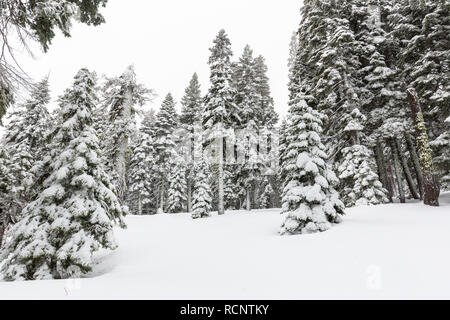 Schnee decken einen Pinienwald nach einem Wintersturm in Eldorado National Forest, Kalifornien. Stockfoto