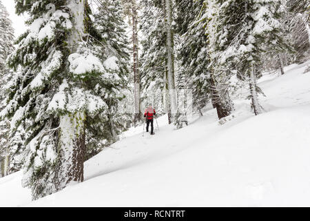 Eine snowshoer Wanderungen durch frischen Schnee, die ersten Tracks zwischen schneebedeckten Bäumen in Eldorado National Forest. Stockfoto