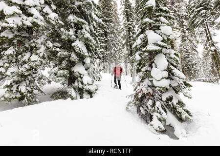 Eine snowshoer Wanderungen durch frischen Schnee, die ersten Tracks zwischen schneebedeckten Bäumen in Eldorado National Forest. Stockfoto