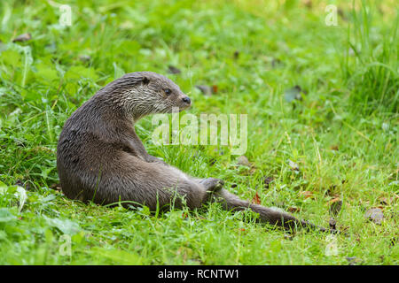 Fischotter Lutra lutra Stockfoto