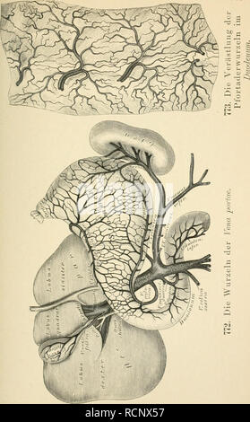 . Die beschreibenden und topographische Anatomie des Menschen. Anatomie. . Bitte beachten Sie, dass diese Bilder sind von der gescannten Seite Bilder, die digital für die Lesbarkeit verbessert haben mögen - Färbung und Aussehen dieser Abbildungen können nicht perfekt dem Original ähneln. extrahiert. Heitzmann, Carl, 1836-1896. Wien, Braümüller Stockfoto