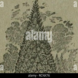 . Gartenkunst sterben. Landschaftsbau; Gärten - Europa. DIE GARTENKUNST Alleinige Anzeigen-Annahme: Haasensteln&amp; Vogler A.-6., Frankfurt a. M., Schillerplatz 2 und deren sämtliche Filialen. ''Anzeigenpreis: 25 Pfg. sterben Einheitszeile oder deren Raum; Beilagen / Übereinlcunft. ,. Extra starke Park-n. Alleebäume auf weite Entfernung verpflanzt. ========== Grosse Conifcren =========.^ Starke Ziergehölze und Sträucher. - Hochstämmige u. niedrige Rosen. - Pflanzen für moderne Hecken und Gärten. == Mann verlange illustrierten Katalog. Bei grösserem Bedarf und Wagonladung Vorzugspreise. G, Fr "Al: Ich Stockfoto